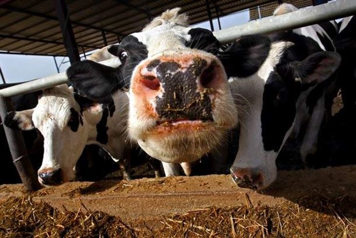 Bolest mnogo jače pogađa ovce i koze nego krave, a simptomi su malaksalost i smanjena produktivnost mlijeka (Arhiva)