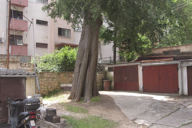 Pojedina stabla pokazuju znakove truljenja, kažu iz Castruma
