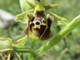 Orhideja roda Ophrys