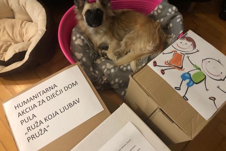 Pas Pegi nadgleda kutije za prikupljanje donacija (Snimila Saša Dakić)