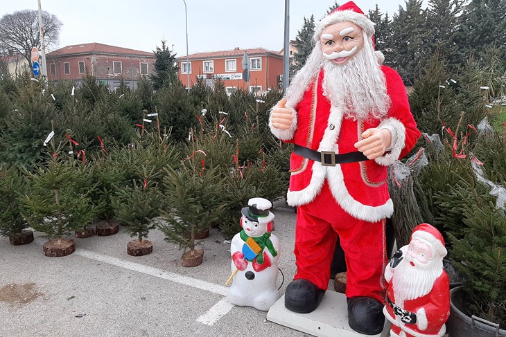 Borovi ispred Plodina