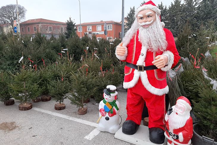 Borovi ispred Plodina