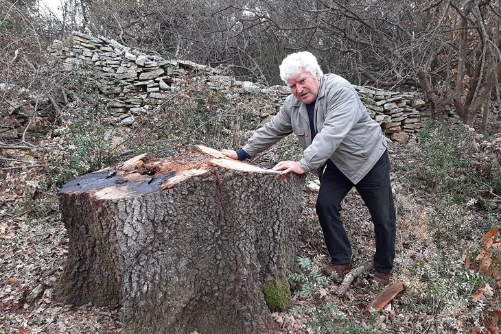 Forlani kraj ostatka jednog od posječenih stoljetnih hrastova (Snimila Lara Bagar)