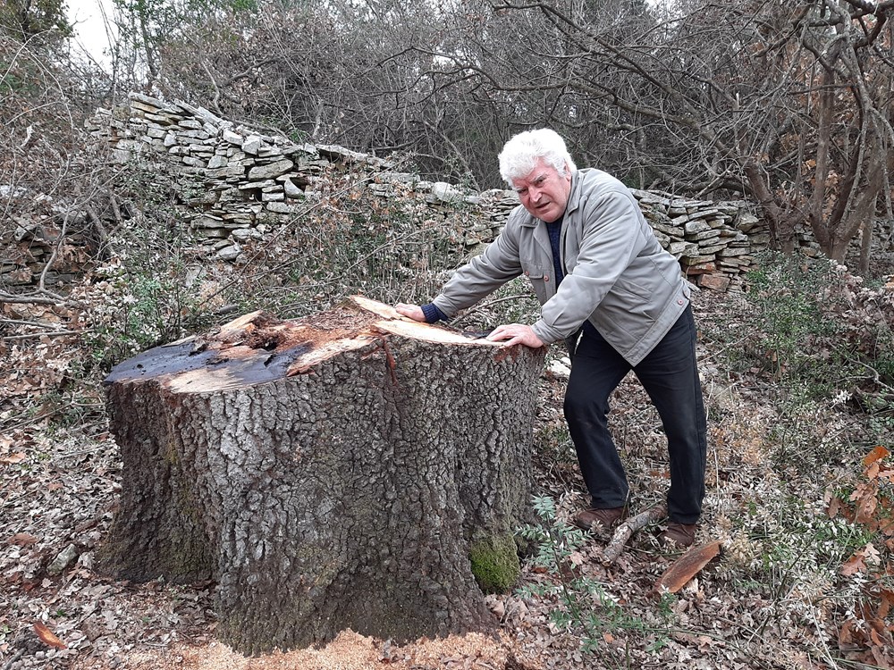 Forlani kraj ostatka jednog od posječenih stoljetnih hrastova (Snimila Lara Bagar)