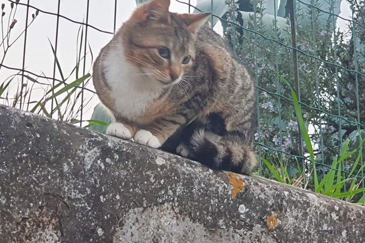 Jedna od otrovanih maca Marie Blažina