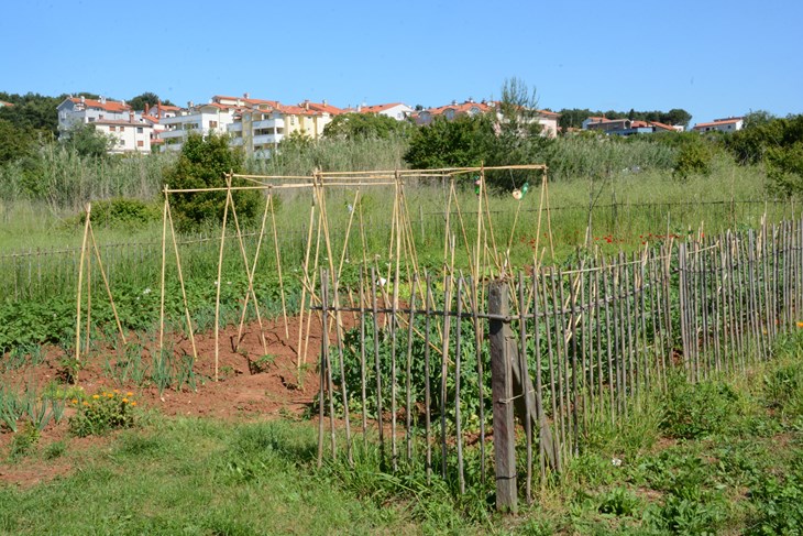 Predlaže se organski/ekološki/biološki način sadnje povrća i voća, začinskog i ljekovitog bilja i cvijeća (Snimio Danilo Memedović(Arhiva)