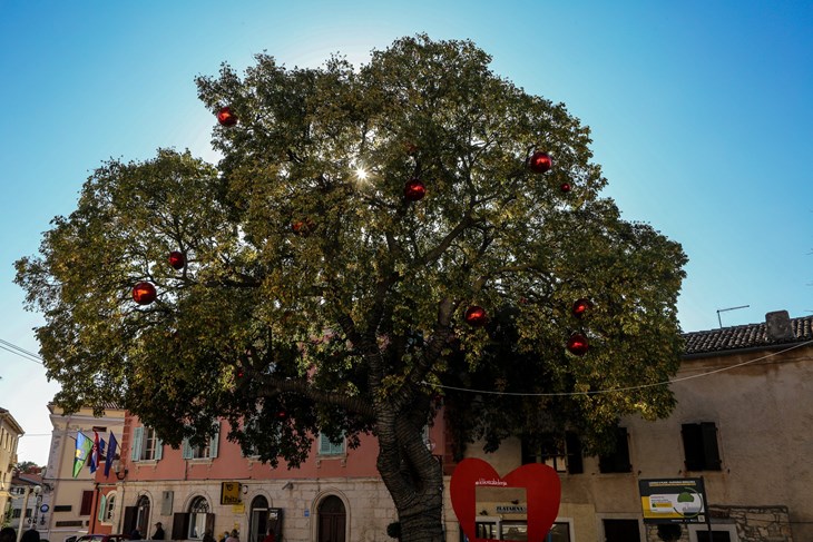 Raskošna ladonja u centru Medulina (Snimio Goran Šebelić/Cropix)