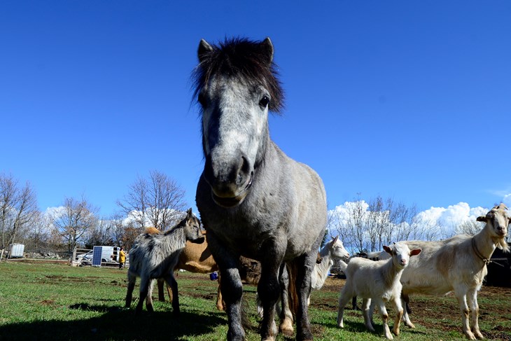 Poni Sokol (Snimio Dejan Štifanić)