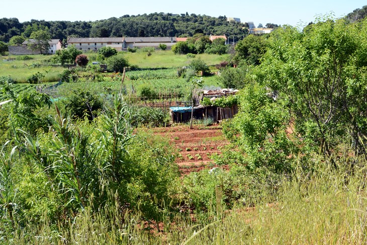 Urbanovi vrtovi u planu su i u drugim dijelovima grada (Snimio Danilo Memedović/Arhiva)