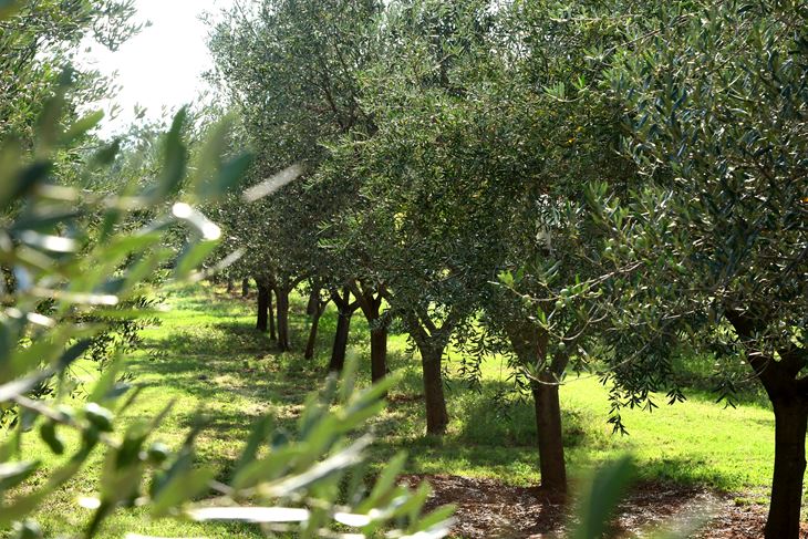 Agro - Poreč je ove godine već isporučio 1.060 maslina i oko 530 sadnica porečke rosulje (Snimio Milivoj Mijošek)