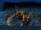 Pčelarstvo ima široku primjenu i u segmentu turizma (Snimio Milivoj Mijošek)