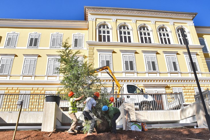 Ispred Arheološkog muzeja posađeni mladi cedrovi (Snimio Duško Marušić Čiči)