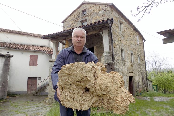 Marino Šćulac s divovskim gnijezdom ispred stare kuće (Snimila Gordana Čalić Šverko) 