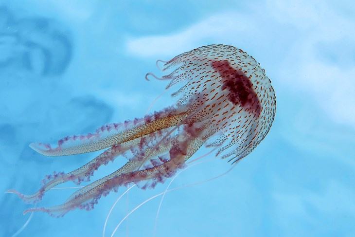 Meduza morska mjesečina