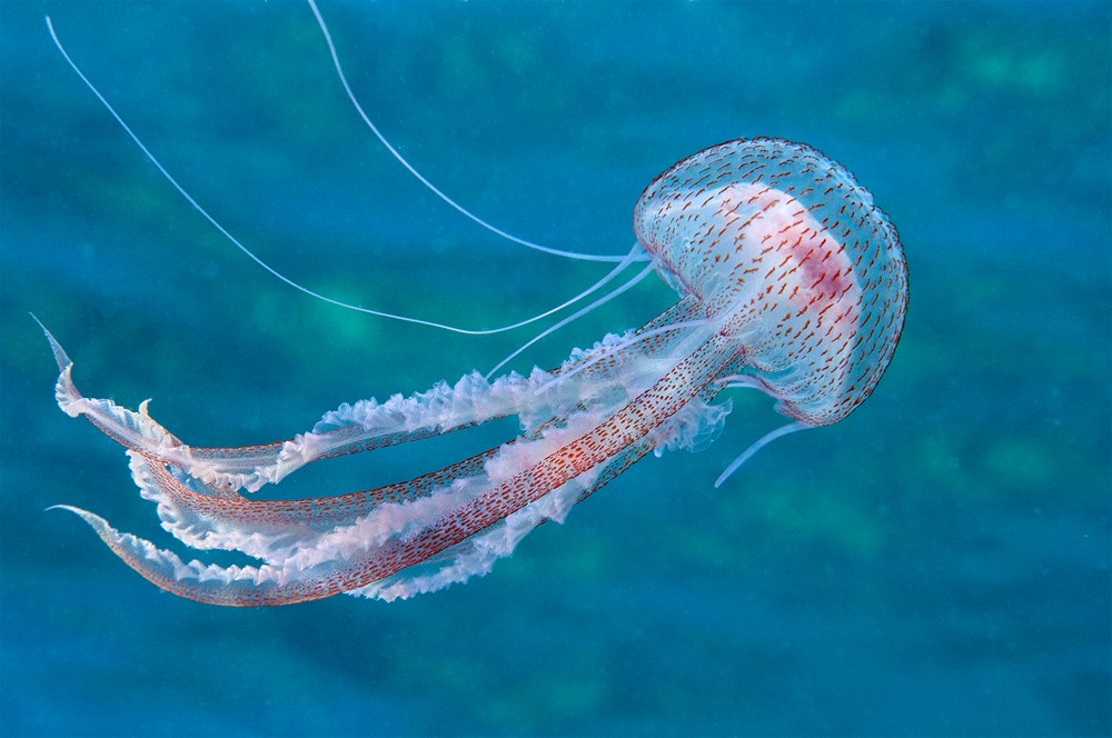 Meduza