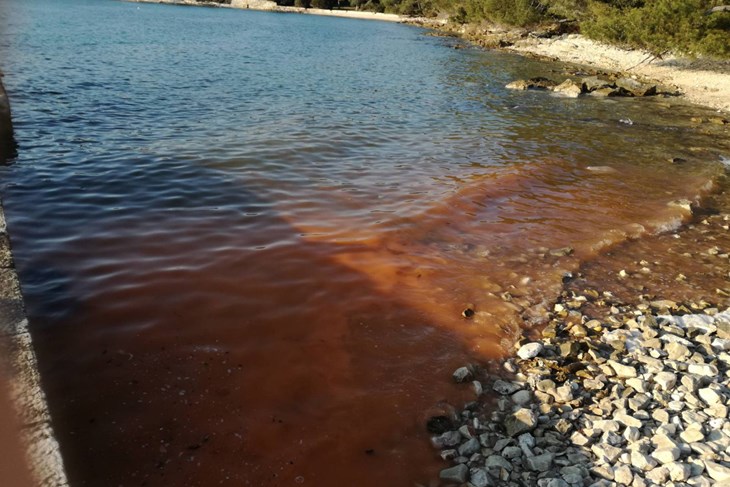 Vrsta planktona Noctiluca scintillans odgovorna je za pojavu crvene plime i nakupine kao i za bioluminiscenciju vidljivu noću u moru (Foto: CIM Rovinj)
