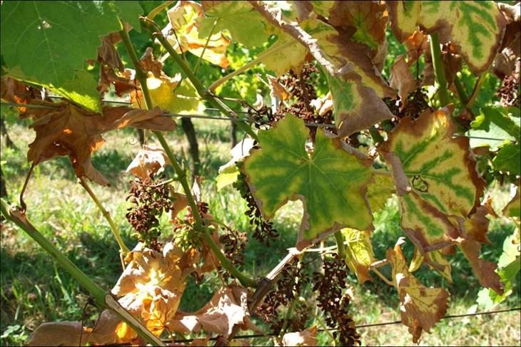 Posljedice zlatne žutice na vinovoj lozi (Arhiva Glasa Istre)