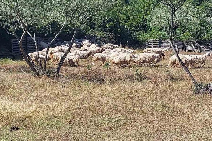 Spašeno stado uživa na parceli u Donjem Picudu (Snimila Sanja Bosnić)