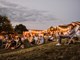 Kino u vinogradu Fakin u Motovunu