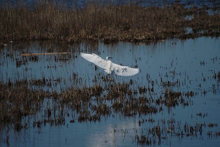 Vlastelica (Himantopus himantopus), zadnjih nekoliko godina gnijezdi se na Paludu