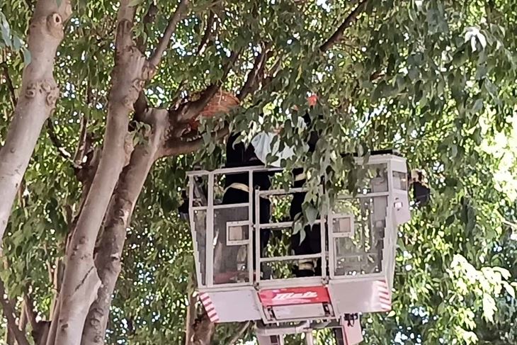Spašavanje ćukova u Kolodvorskoj ulici u Puli