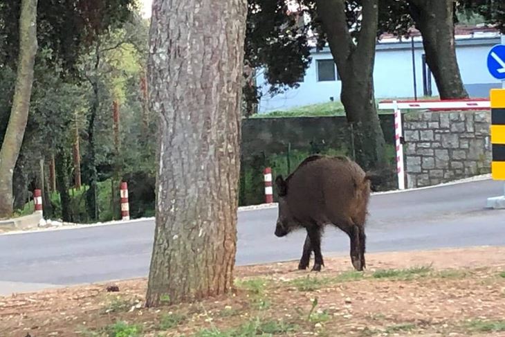 Ima ih posvuda (Divlja svinja na Zlatnim stijenama)