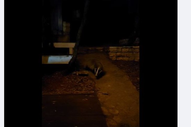 Jazavac u dvorištu u Pješčanoj uvali
