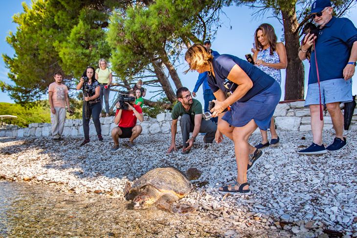 Puštanje glavate žalve Karla Albana u more na Velikom Brijunu (Foto Nataša SUNDARA)