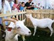 Festival sira u Savičenti