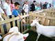 Festival sira u Savičenti