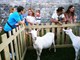 Festival sira u Savičenti