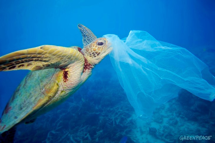 Glavata želva (Foto: Greenpeace)