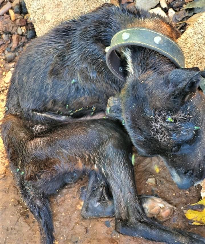 Uginuli pas