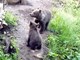Medvjedići u Kuterevu