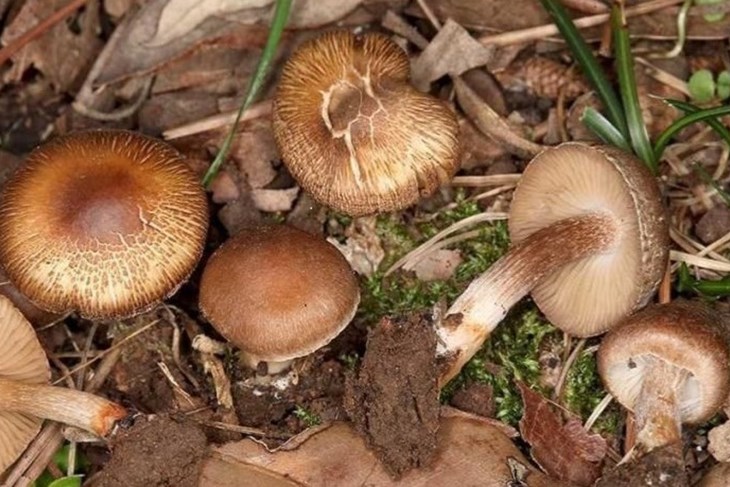 Brijunska cjepača - nova vrsta gljive otkrivena na Brijunima