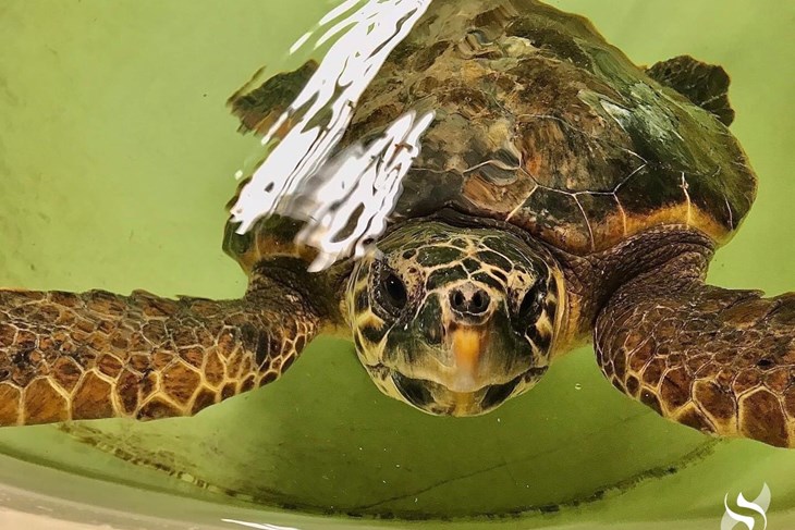 Ilustracija (foto Aquarium Pula)
