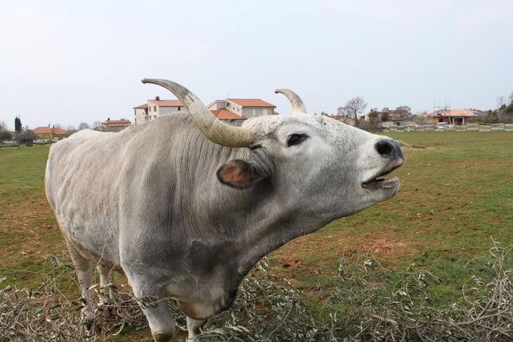 Boškarin Pipo