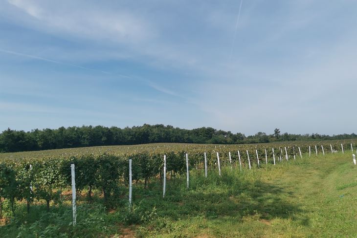 Vinogradi San Martino u Ceru 