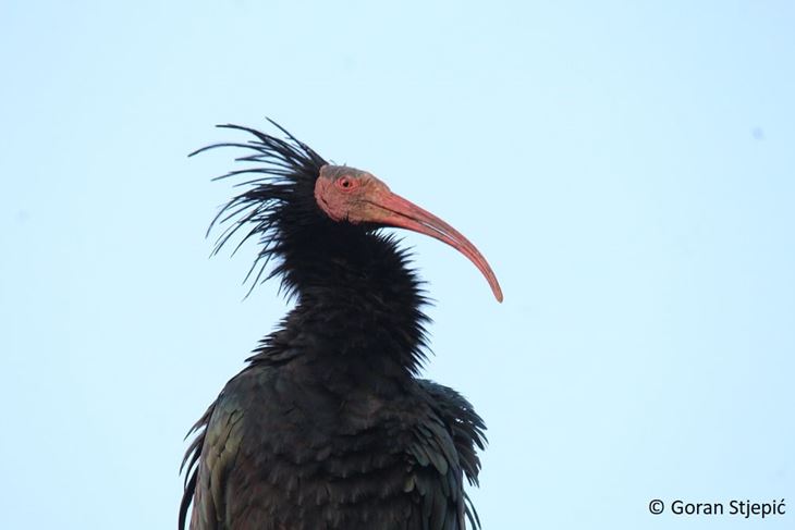 Cxxelavi ibis (Snimio Goran Stjepić / JU Kamenjak)