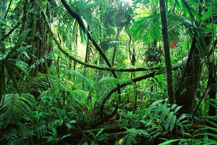 Amazona (foto Pixabay)
