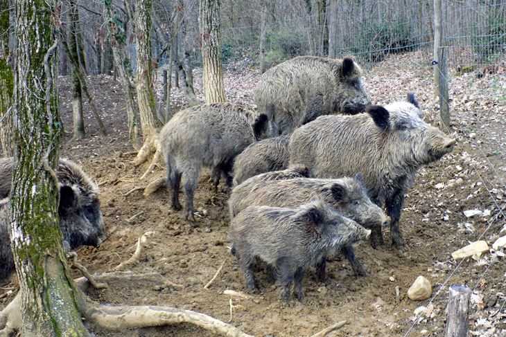 Divlje svinje rade velike štete u nasadima (Snimila Gordana Čalić Šverko)