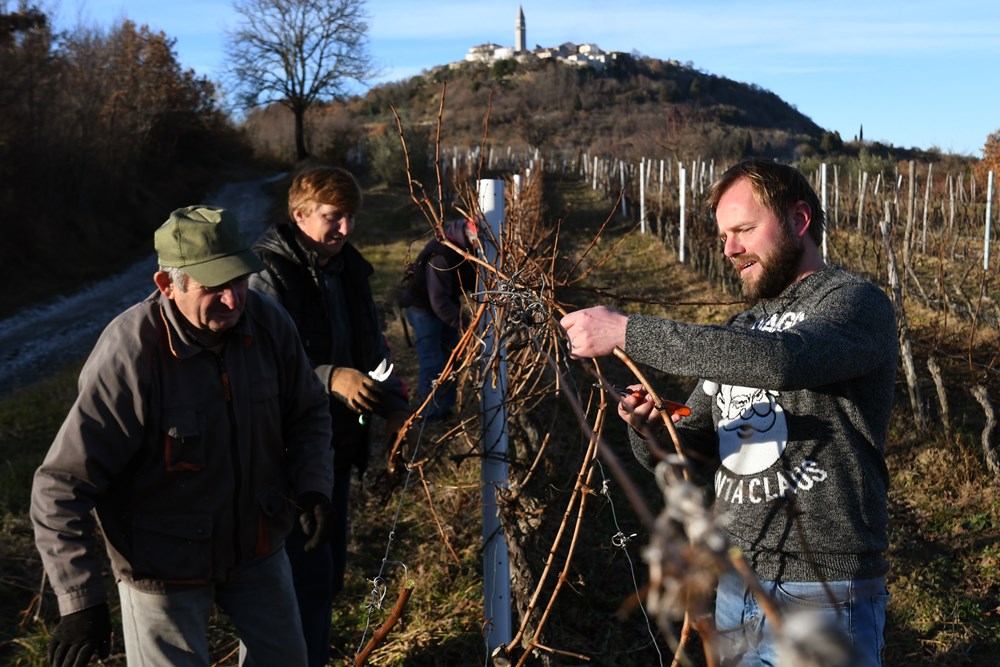 Vinarija Baćac
