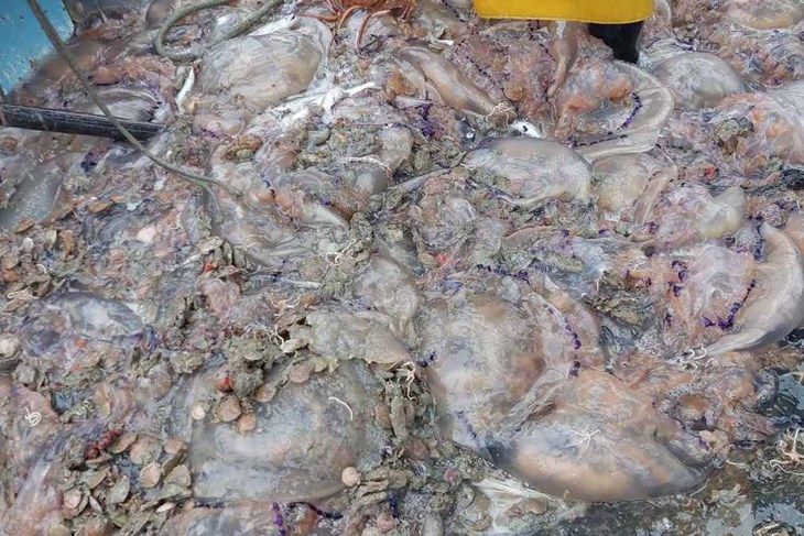 Kuverta puna meduza