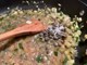 ŠKOLA KUHANJA BY THE OUTLAW CHEF: Tagliatelle alla Murdoc