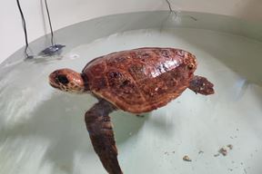 Glavata želva Žorž u pulskom Aquariumu (Foto: Aquarium Pula)