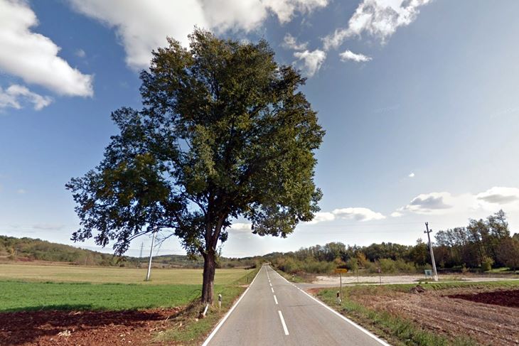 Stogodišnji brest koji je uklonjen (Foto: Google Maps)