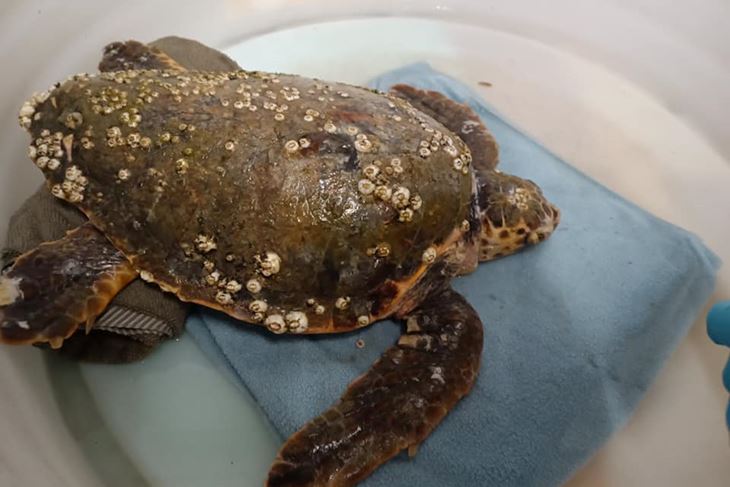 Glavata želva Ivan na liječenju u pulskom Aquariumu (Foto: Aquarium Pula)