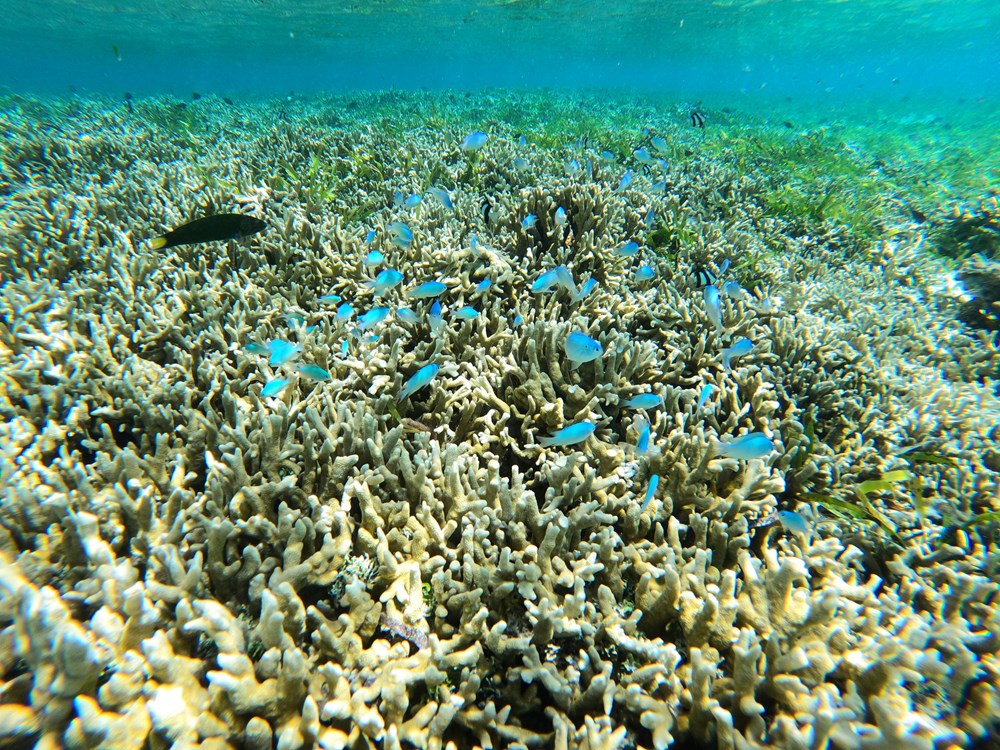 Maldivi