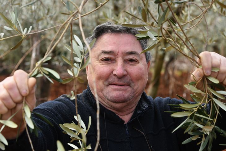 Antonio Pastrovicchio u svom masliniku (Snimio Milivoj Mijošek)
