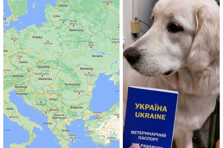 Od Kijeva do Pule prešli su 1.800 kilometara / Kujica Deizi u pulskoj Veterinarskoj stanici
